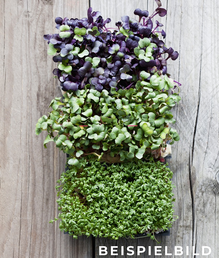 Kresse Shiso-Mix 16er